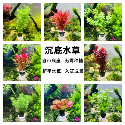 自带底座水草阴性不用种新手好养