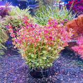 漫步云端宫廷水下叶带根坨草增氧新手不用碳好养后景红色造景水草