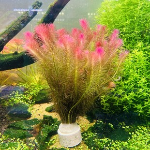 红松尾血红松尾绿松尾鱼缸后景淡水新手懒人入门无需二氧化碳水草