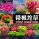 带根坨草草缸造景有茎类免种植沉底不用二氧化碳好打理 新手水草