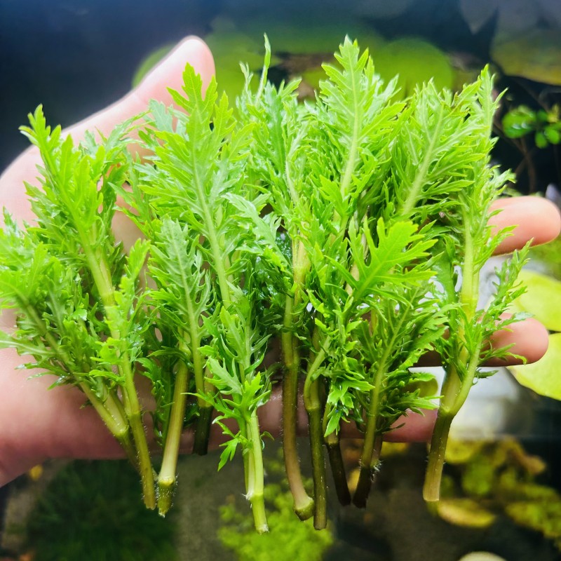 净化水质新手绿色阴性水草水罗兰