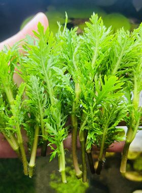 净化水质新手绿色阴性水草水罗兰