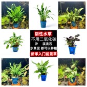 鱼缸椒草前景阴性水草淡水绿温蒂迷你椒红椒气泡椒咖啡椒喷泉椒