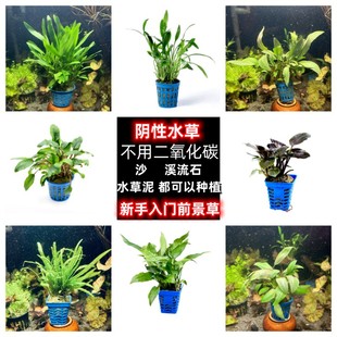 鱼缸椒草前景阴性水草淡水绿温蒂迷你椒红椒气泡椒咖啡椒喷泉椒
