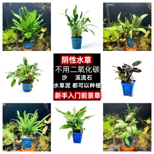 阴性新手入门椒草前景矮草不用碳