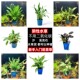 鱼缸椒草前景阴性水草淡水绿温蒂迷你椒红椒气泡椒咖啡椒喷泉椒