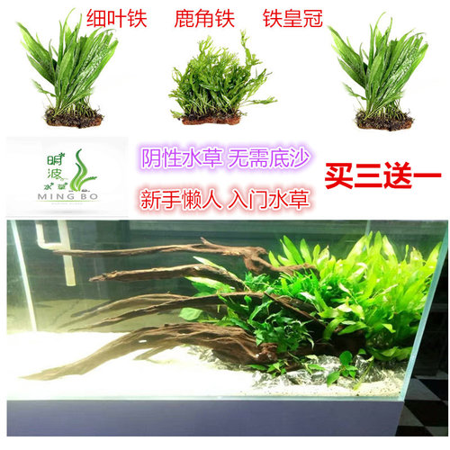 懒人水草无需底沙价格 懒人水草无需底沙图片 星期三