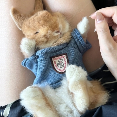 宠物小兔子穿的衣服毛衣兔兔冬天针织保暖可爱侏儒兔豚鼠荷兰猪