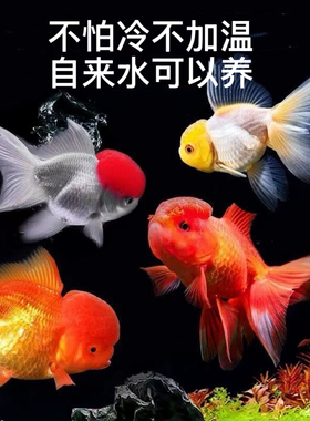 冷水鹦鹉鱼红狮鱼鹤顶红鱼好养易活锦鲤鱼黑草金观赏鱼金鱼兰寿鱼