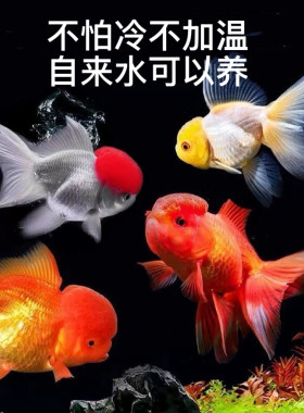 冷水鹦鹉鱼红狮鹤顶红鱼好养易活