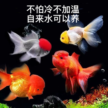 冷水鹦鹉鱼红狮鱼鹤顶红鱼好养易活锦鲤鱼黑草金观赏鱼金鱼兰寿鱼
