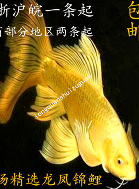 日本纯种龙凤金鱼活体包邮锦鲤