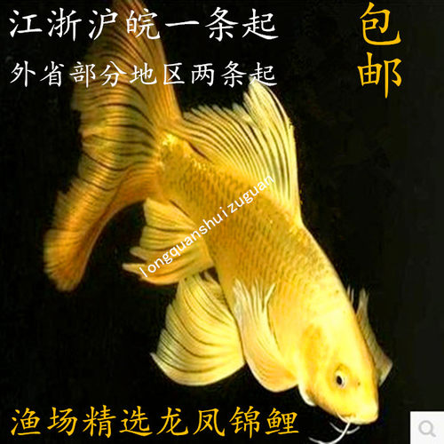 日本纯种龙凤金鱼活体包邮锦鲤