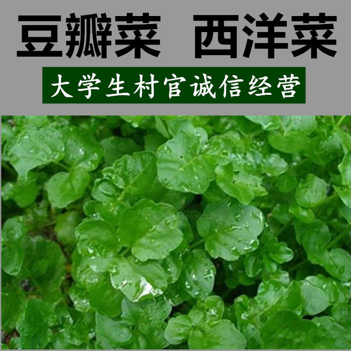 蔬菜儿童保健印度豆瓣菜