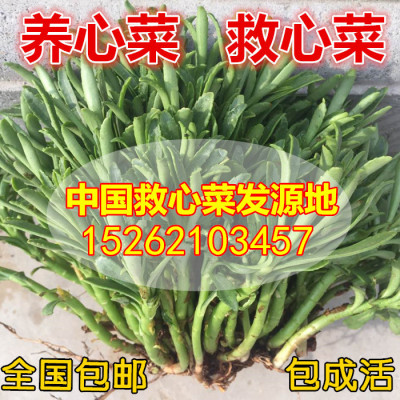 包邮养心菜救心菜救心草高钙菜景天三七费菜新鲜种苗种子茶粉包活