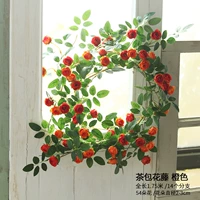 Оранжевая полоска розовой лозы Augers