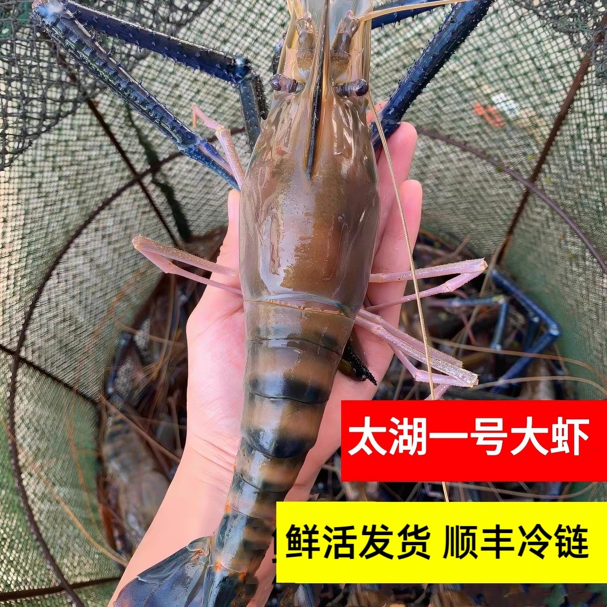 苏州太湖一号虾鲜活特大罗氏虾泰国大头虾沼虾阳澄湖淡水产地直发