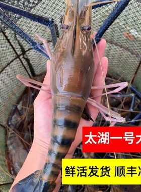 苏州太湖一号虾鲜活特大罗氏虾泰国大头虾沼虾青虾淡水虾产地直发