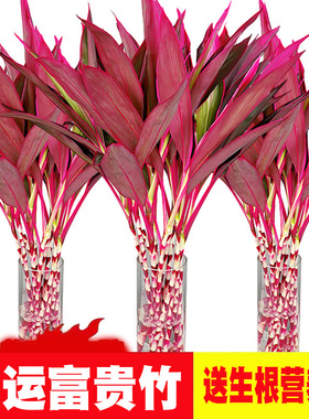 红色竹子鸿运竹红叶朱蕉竹子水养客厅摆件美观室内盆栽节节高紫竹