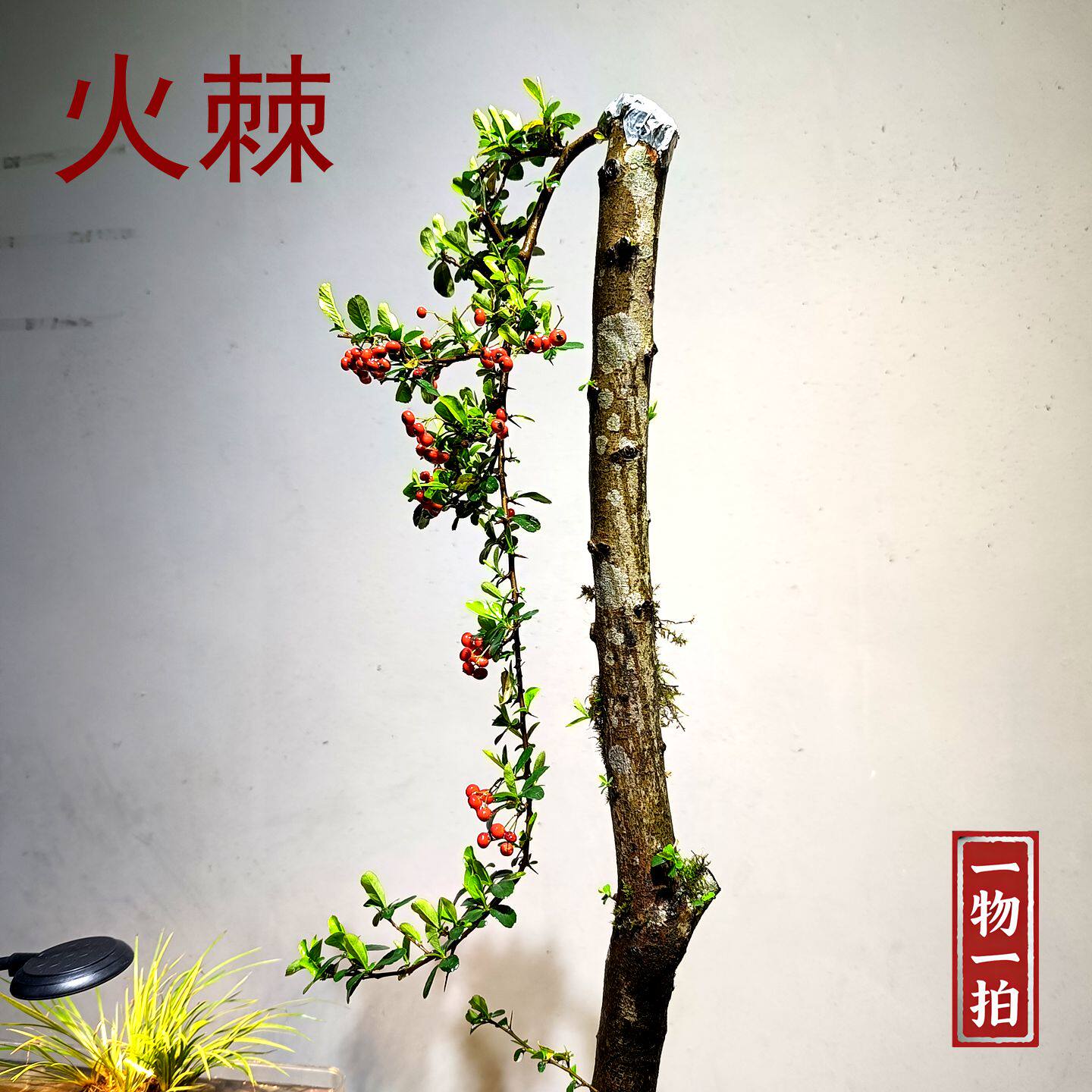 红果火棘盆景四季常青室内阳台