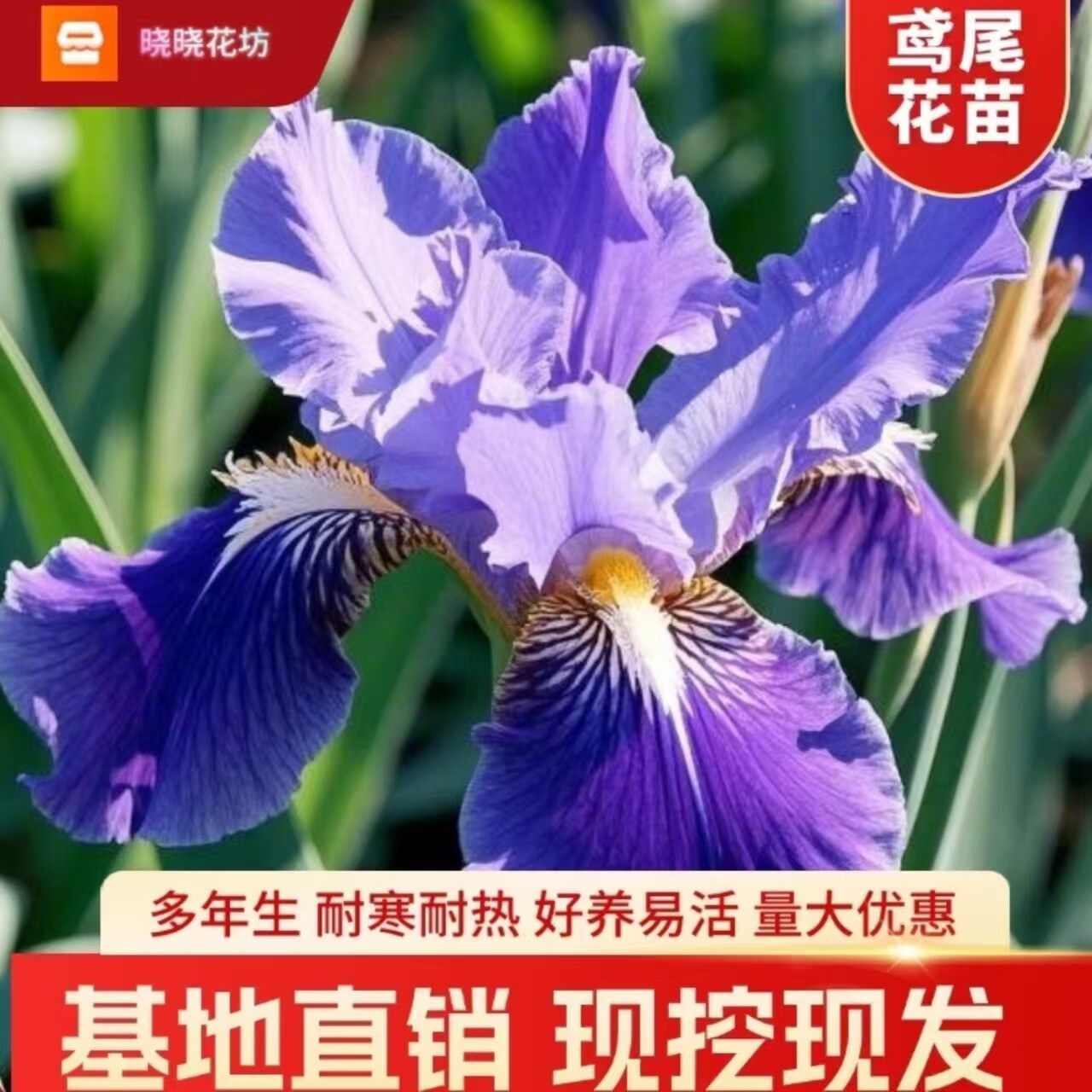 绿化鸢尾花苗金娃娃大花萱草马兰花多年生耐寒庭院园林盆栽花卉苗