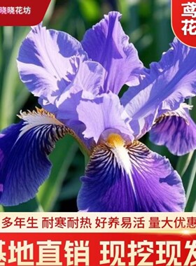绿化鸢尾苗金娃娃大花萱草多年生