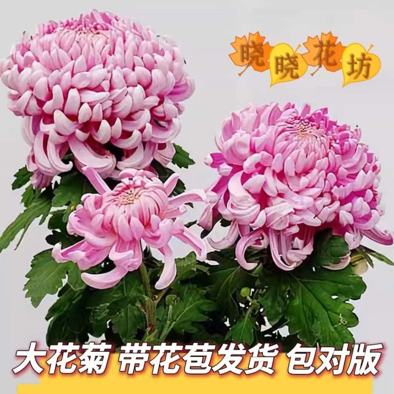 九月菊盆栽带花苞多年生耐寒花卉