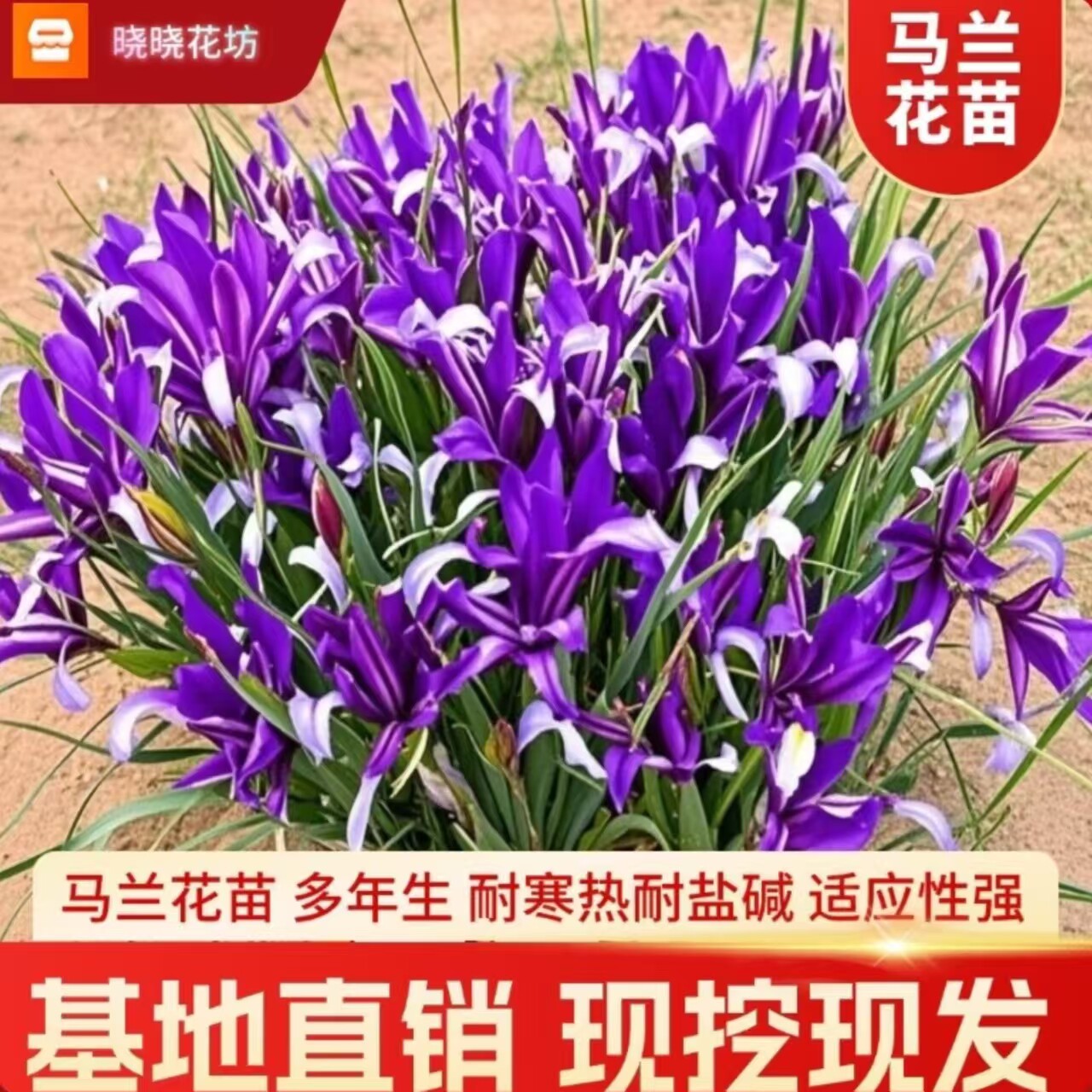 马兰花宿根多年生耐寒耐荫室外庭院林下公园地栽常青矮生绿化花苗