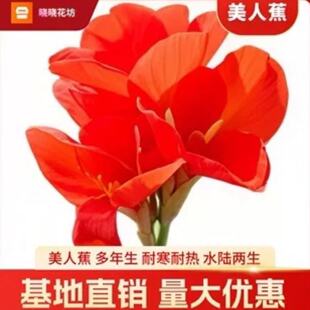 美人蕉种球花苗水养多年生四季易养花卉盆栽庭院地栽植物当年开花