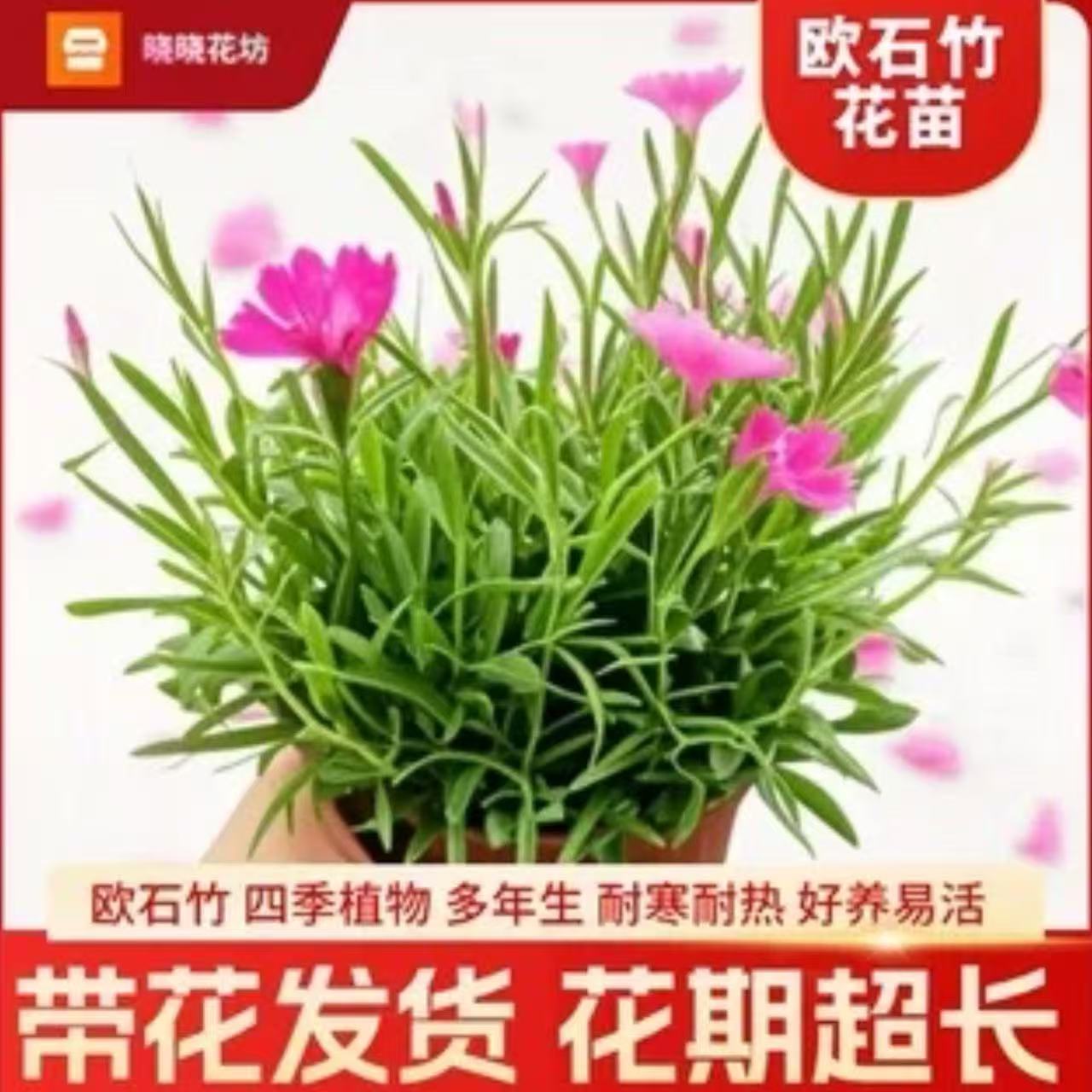 欧石竹花苗四季草坪地被耐寒易活