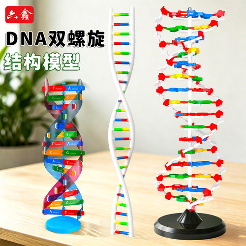 DNA双螺旋结构模型教具大