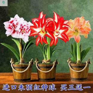 朱顶红鲜花盆栽适合室内家养花卉植物奔客厅放什么绿植好种球多U