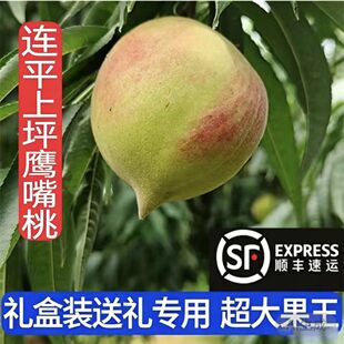 上坪连平正宗鹰嘴蜜桃广东河源新鲜水果桃子自家果园直发