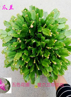 多色进口嫁接带土蟹爪兰新品种