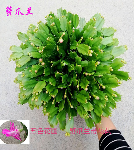 多色进口嫁接带土蟹爪兰新品种