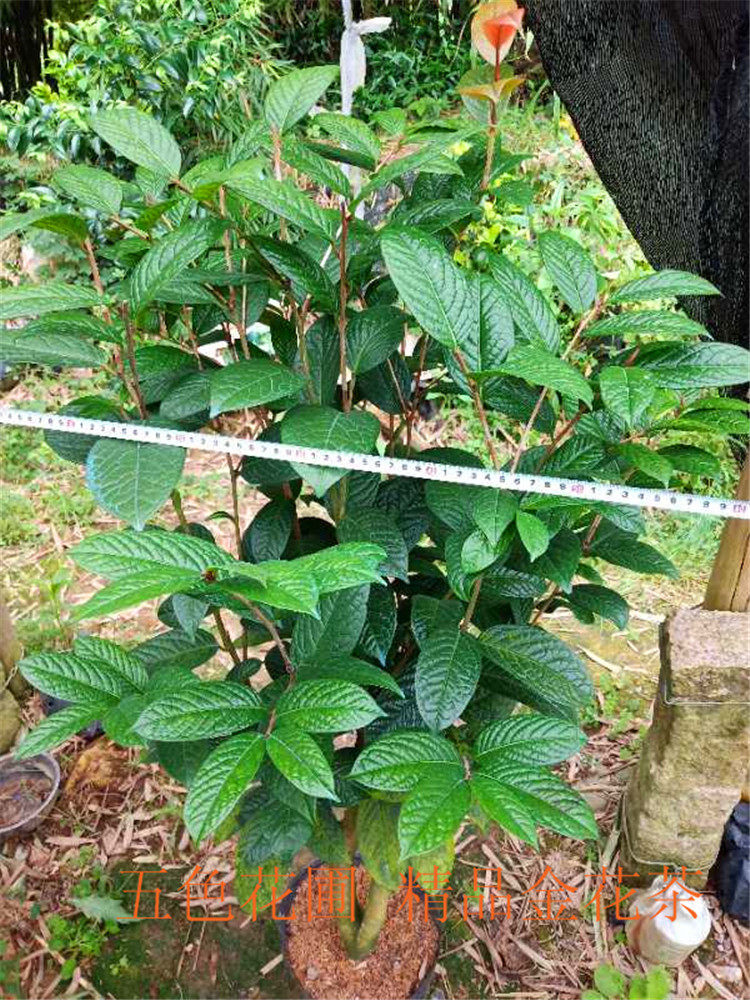金花茶苗盆栽带花苞原生嫁接金花茶四季开花防城毛瓣黄遵金金花茶