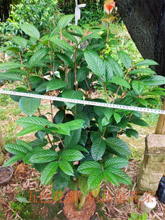 金花茶苗盆栽带花苞原生嫁接金花茶四季开花防城毛瓣黄遵金金花茶