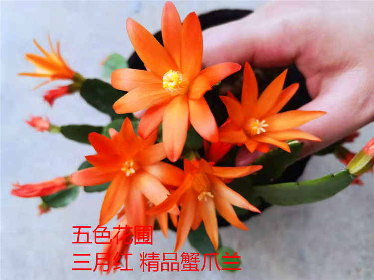 新品蟹爪兰三月红橘红色假昙花室内盆栽花期已过不带花苞