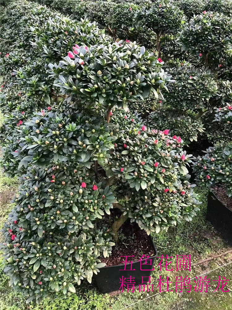 五色游龙杜鹃花多色精品樱桃红多色四季开花精品杜鹃花木本花卉