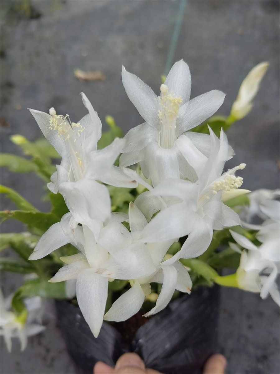 天使蟹爪兰史诗之星羽毛红索重瓣蝴蝶蟹爪兰原盆带土发货