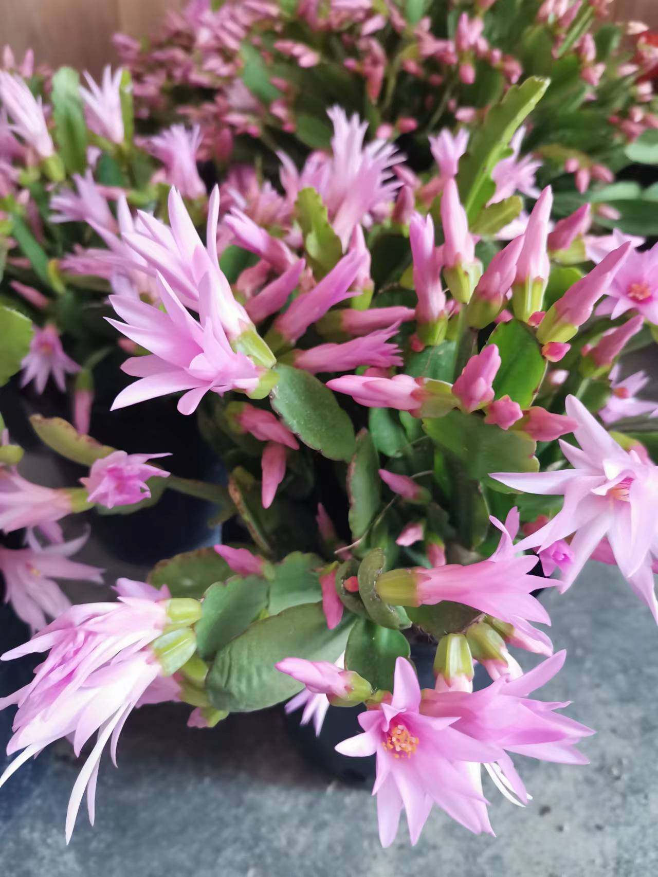 新品蟹爪莲假昙花浅粉色蟹爪兰嫁接原盆带土都开花了花期快过了