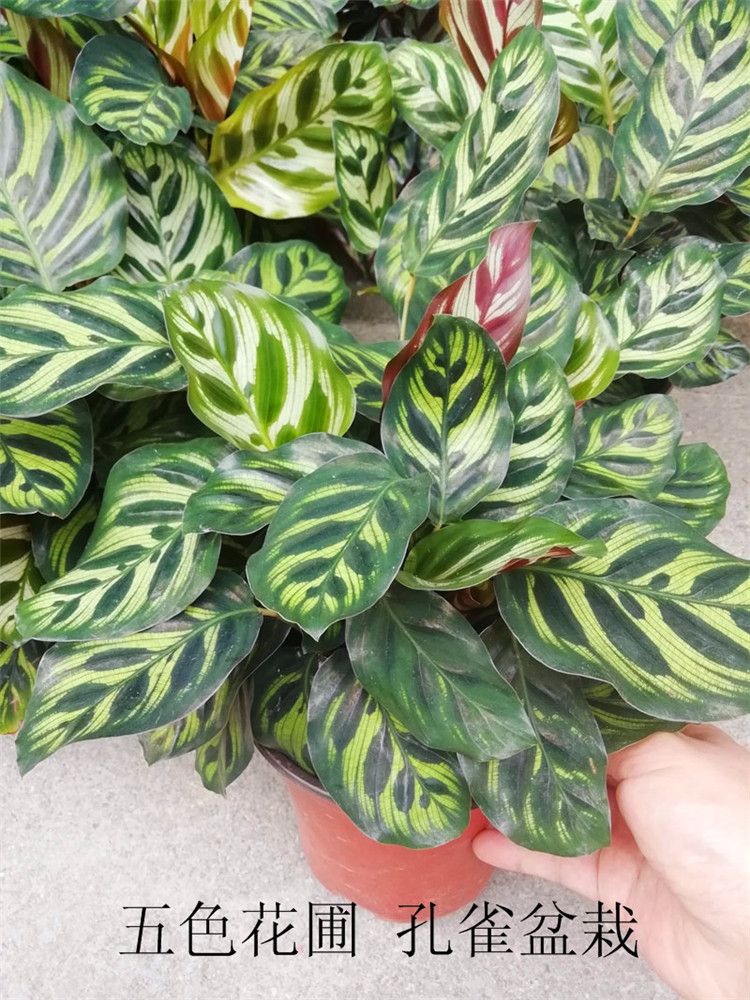 特价豆瓣绿圆叶椒草孔雀竹芋碧玉鸿运当头凤梨花盆栽室内绿植