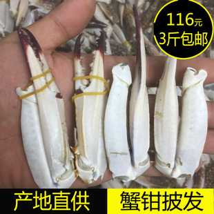 新鲜蟹钳子特大号冷冻蟹腿花蟹大号梭子蟹脚饭店食材pi發大红蟹爪