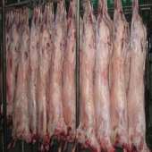 包邮 整只成年羊肉新鲜分割包装 35斤重新疆牧区绵羊无膻味清炖煲汤