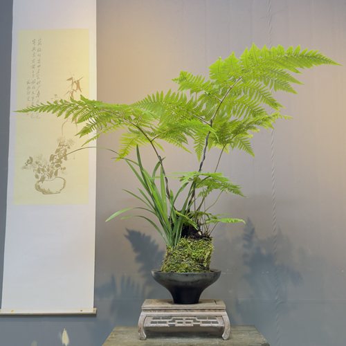 红磷蕨蕨类水培植物大型老桩盆栽室内客厅水养绿植四季常绿好养