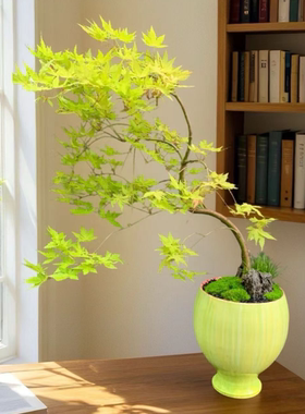 简约花盆大蕙兰蝴蝶兰大口径高端花器植物盆栽高脚盆景网红花器