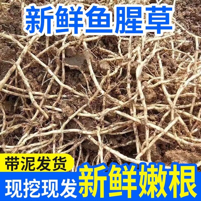 鱼腥草新鲜折耳根农家现挖鱼腥草嫩根湖北四川特产节节根凉菜蔬菜