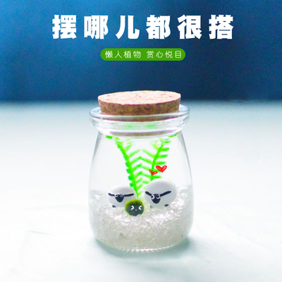 网红爆款 海藻球marimo水培植物微景观生态瓶礼物摆件创意小盆栽