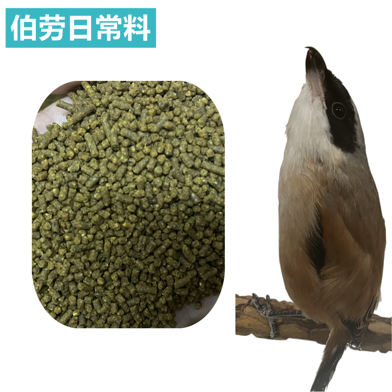 伯劳鸟食日常颗粒料伯劳幼小鸟食填料牛肉昆虫混合料高能屠夫鸟料