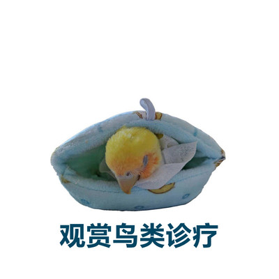 鸟类病症诊断随诊看鸟病远程指导救治日常护理增重补膘教喂养繁殖